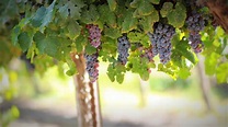 Free Images : tree, nature, branch, grape, vine, vineyard, fruit, leaf ...
