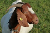 Goats: Meat Breeds Vs Dairy Breeds - Falcone Family Farms Blog