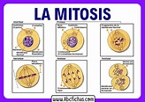 Las fases de la mitosis - ABC Fichas