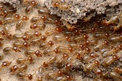 5 Types of Termites – Different Kinds of Termite Species - PestWiki