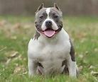 Popular Pitbull Origin Images - My Dog Pitbull