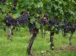 Free Images : grape, vineyard, fruit, food, produce, crop, blue ...