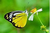 脈粉蝶屬 - 維基百科，自由的百科全書