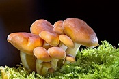 Reino Fungi: [Concepto, Tipos, Ejemplos y Características]🍄