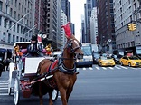 The Last Horsemen of New York: Trailer 1 - Trailers & Videos - Rotten ...