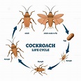 Cockroach life cycle diagram, vector illustration scheme – VectorMine