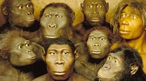 Urzeit: Ursprung des Menschen - Urzeit - Geschichte - Planet Wissen