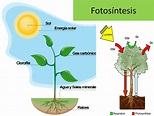 La fotosíntesis: La fotosíntesis, ¡proceso genial!