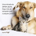 Frases de amor para mascotas cortas y largas para perros y gatos