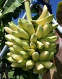 Musa PARADISIACA (Banana, Банан): купить 2 семени c доставкой почтой 🌸 ...