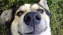 Dog Nose Hd Funny 4k Wallpapers Images Backgrounds Photos And Pictures ...