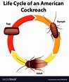 Diagram showing life cycle cockroach Royalty Free Vector
