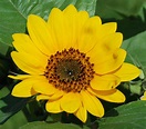 File:Flower July 2011-2 1 cropped.jpg - Wikipedia, the free encyclopedia