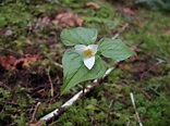 Wildwood Flower - A Mountain Hearth