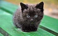 Fond d’écran gratuit: Un mignon petit chaton sur un banc de bois ...