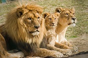 El león sudafricano
