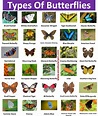 30+Types of Butterflies with Names and Pictures – VocabularyAN