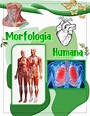 Apuntes y Resumenes de Morfología Humana 2022 RA1 - Contenido ...