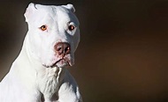 A Quick Introduction to White Pitbulls! - PetDT