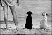 Elliott Erwitt Photography - Holden Luntz Gallery