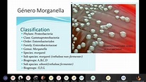 22 GENERO ENTEROBACTER, MORGANELLA Y PROVIDENCIA MICRO -TEORIA- - YouTube