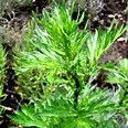 Beifuß, gemeiner - Artemisia vulgaris