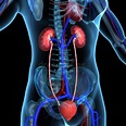 Kidneys. The kidneys are a pair of organs located in the back of the ...