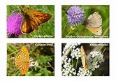 Schmetterlinge mit Namen Foto & Bild | natur, schmetterlinge Bilder auf ...