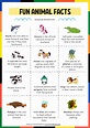 Fun Facts for Kids | 30+ facts for kids - Every kid should know