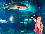 Greater Cleveland Aquarium | Places.Travel