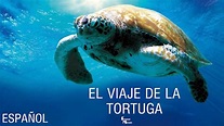 (2009) El viaje de la tortuga Trailer HD [Español] - YouTube