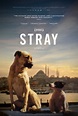 New Poster And Trailer For STRAY | Rama's Screen