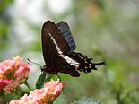 black butterfly Free Photo Download | FreeImages