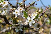 Blackthorn: Care and Growing Guide