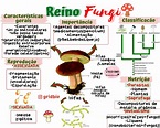 Reino Fungi - Mapa Mental - EDULEARN