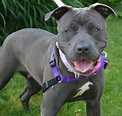 Pit Bull History, Personality, Appearance, Health and Pictures