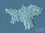 Amoeba Proteus Photograph by M. I. Walker