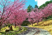 【上山前必讀】武陵櫻花季交通管制、賞花相關資訊，暖冬讓櫻花大爆發啦！ - 輕旅行
