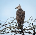 Martial Eagle | Wildlife Photography | Bird Watching