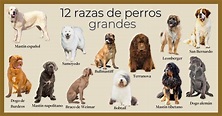 Razas De Perros Peludos Gigantes