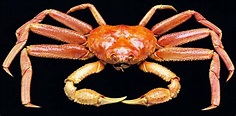 opilio crab | Crab, Crabs animal, Crab species