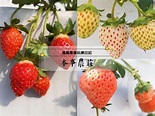[本事農莊]白草莓／桃薰草莓，帶有水蜜桃香氣！溫室有機草莓園，下雨天也可以採草莓！
