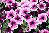 Petunia Garden Flowers - Why Everyone Loves Perfect Petunias