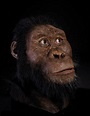 A 3.8-million-year-old fossil from Ethiopia reveals the face of Lucy's ...