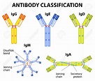 What does IgM and IgG mean? Which are the classes of immunoglobulins ...