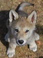 Baby wolf so cute.... | Lobo bebê, Filhote de lobo, Animais bebês