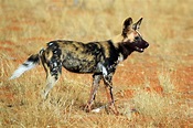 Photo of African wild dog (Lycaon pictus pictus)