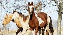 Horse Breeds: The Ultimate Guide