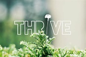 5 Essentials to Thrive {The Grove: Thrive} - Velvet Ashes