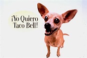 Taco Bell ad star Gidget the Chihuahua dies at 15 - The Dickinson Press ...